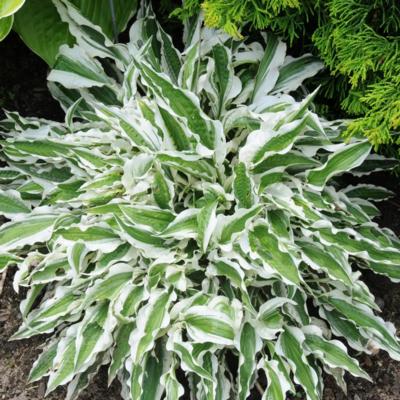 Hosta 'Hi Ho Silver' Hosta 'Hi Ho Silver'